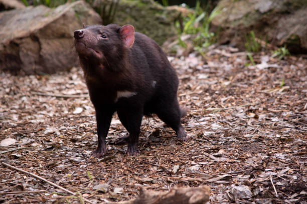istock the Tasmanian devil is sniffing the air 2163328788