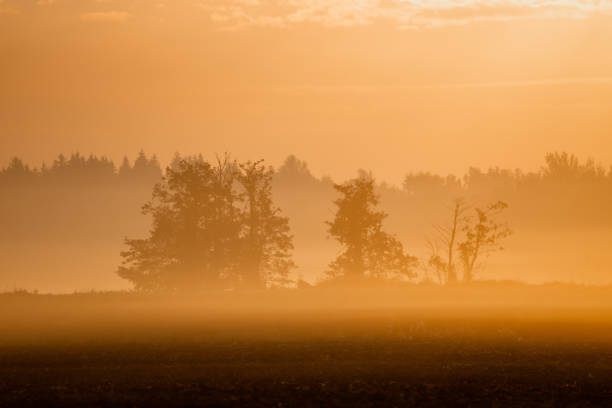 istock A Foggy Field With Distant Trees 2163331403
