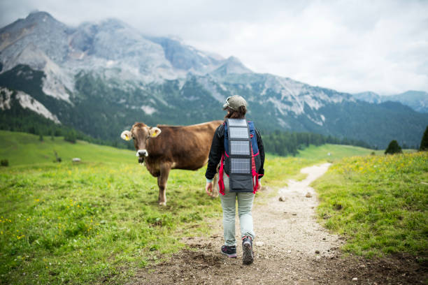 istock Backpacker with portable solar panel approaching a alpean cow during a hike. 2163331459