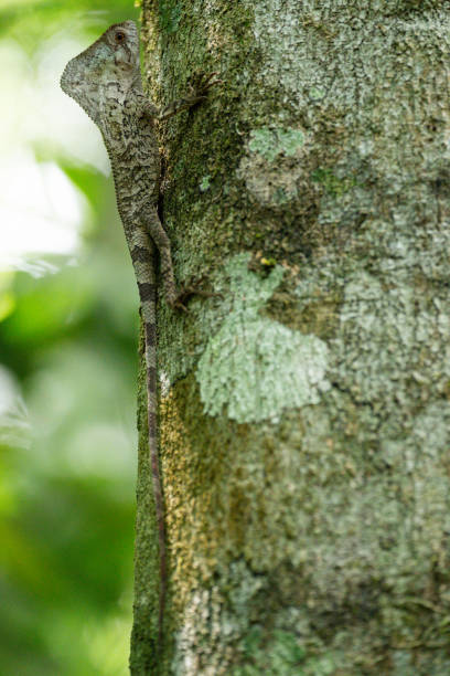 istock Smooth helmeted iguana on a tree in a forest in north west part of Belize 2163335561