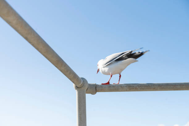 Seagull bird with blue sky in a sunny day
