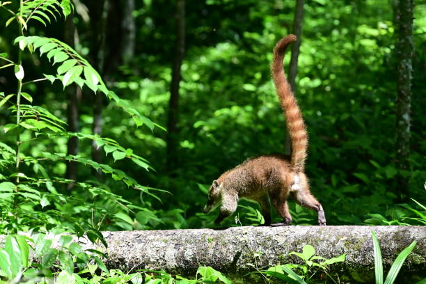 A male white-nosed coati sits in a tree in a forest in Costa Rica.