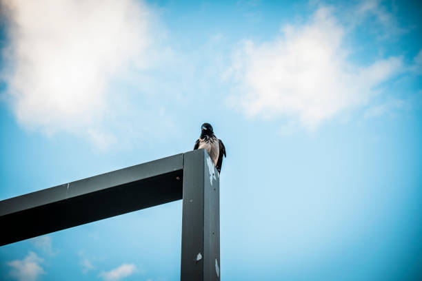 A raven perched on a wooden board with a vibrant blue sky and fluffy clouds in the background. The image showcases the contrast between the dark bird and the bright sky, highlighting the raven's detailed feathers against the serene and expansive sky. The clouds add depth and texture to the composition, creating a dynamic and visually appealing scene.