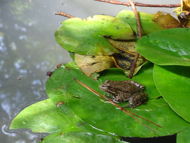 istock Decorative park pond frogs plants 2163344778