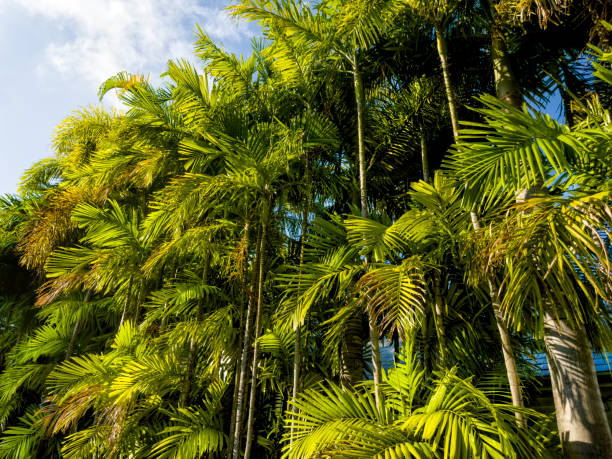 Palm trees in Key West, Florida