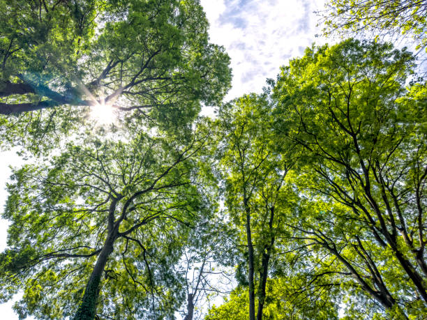 istock Large tall trees with sunbeam at forest 2163347725