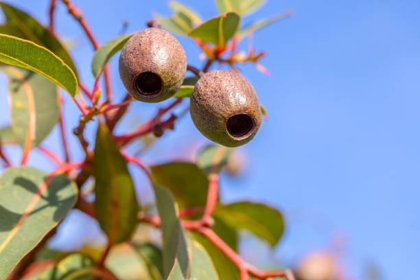Closeup Australian Gum-nuts, sky background with copy space, full frame horizontal composition