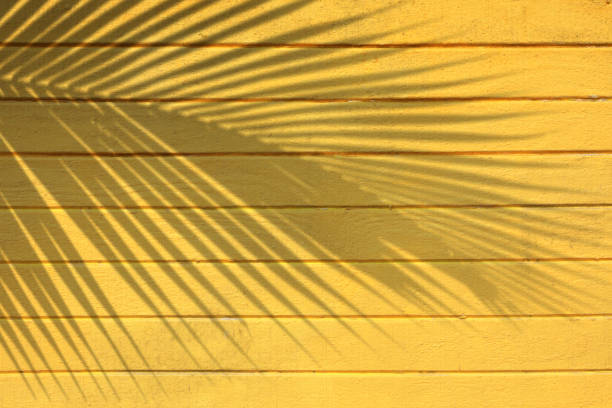wooden building exterior and palm leaf shadow in tropical island - tropisch-motief-fotos stockfoto's en -beelden