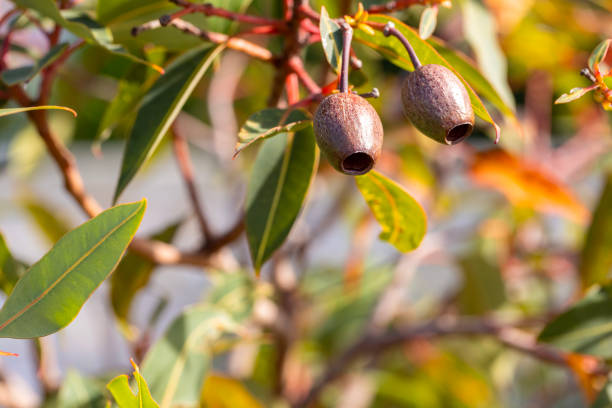 Closeup Australian Gum-nuts, sky background with copy space, full frame horizontal composition