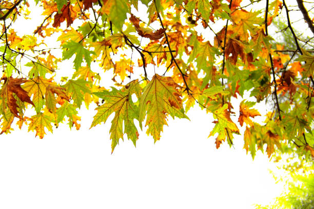 Yellow oak leaves on white background isolated close up, autumn golden foliage decorative border, fall oak tree branch frame, back to school banner concept, autumnal corner design element, copy space