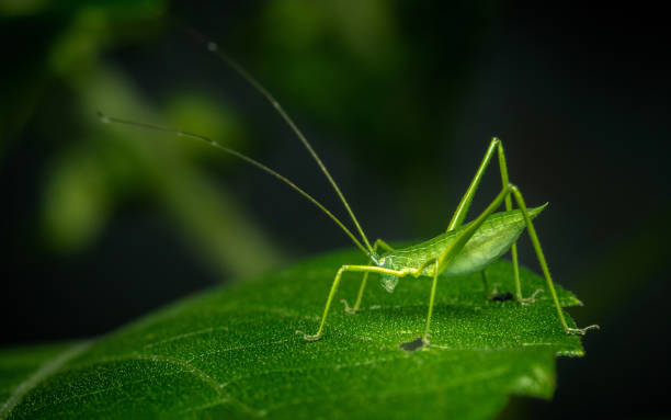 istock Green grasshopper on green leaf. 2163350878