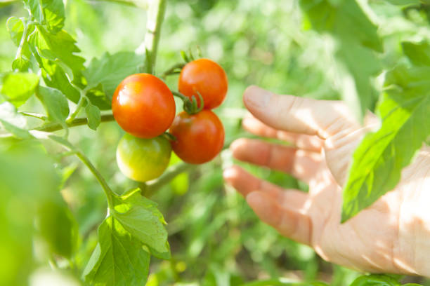 istock Hand-Picking Fresh Cherry Tomatoes in a Home Garden 2163351176