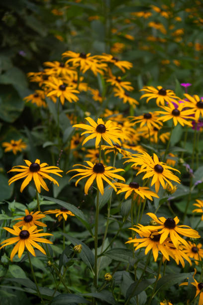 istock Black Eyed Susans 2163352401