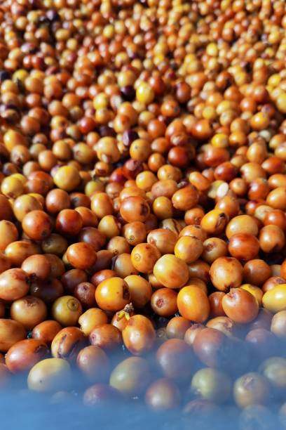 istock close up of fresh coffee beans 2163356729