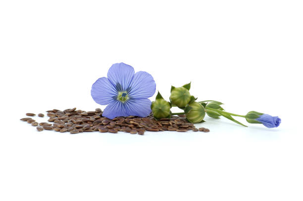 istock Blue flax blossom and seeds over white background 2163358154