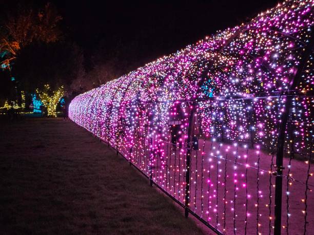 istock light decorations in a San Francisco garden at night during new year holidays 2163358746