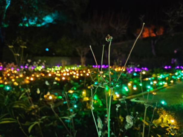 light decorations in a San Francisco garden at night during new year holidays