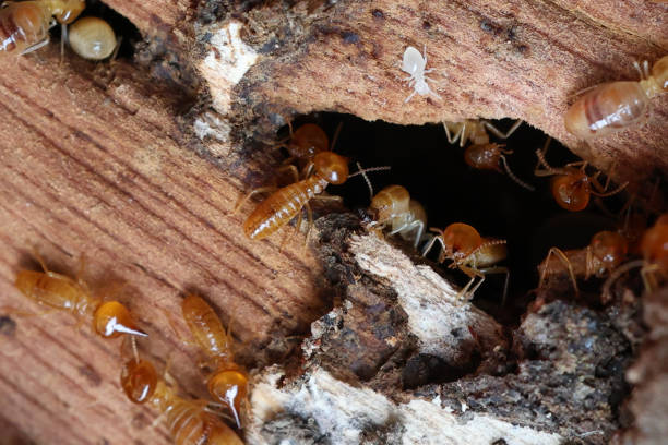 istock Termites are small insects that live in underground nests and termite mounds. Termites can consume wooden structures of a house and other parts such as wooden floors, windows, doors, and furniture. 2163359611
