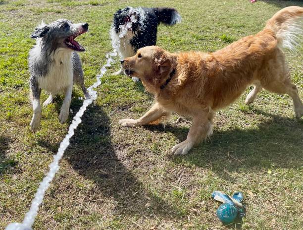 istock 3 Dogs with Hose Water Play 2163360589