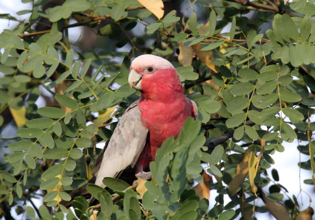 istock Galah parrot bird sitting in a tree with green leaves 2163360648