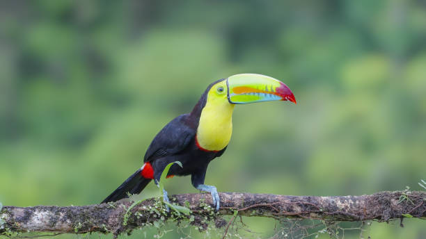 istock keel-billed toucan facing to the right while on a branch in a forest 2163361564