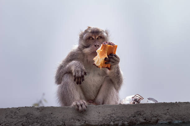 Portrait of a single long tailed macaque looking at mandarin on the steps of Batu Caves, Malaysia.