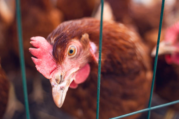 istock Beak and comb of a young laying hen, close-up. Lohmann brown chicken, blurred background 2163375607