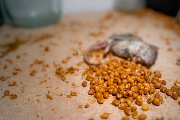 A vole caught by a cat in the summer garden.