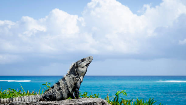istock Iguana basking in the sun (Tulum) 2163376444