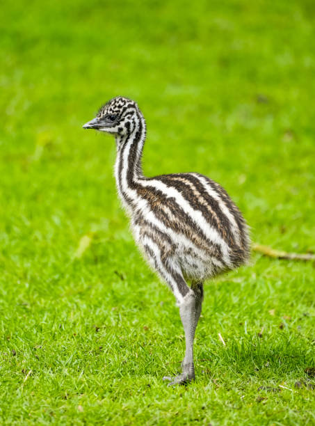 istock Young emu. Flightless ratite. Dromaius novaehollandiae. 2163376457