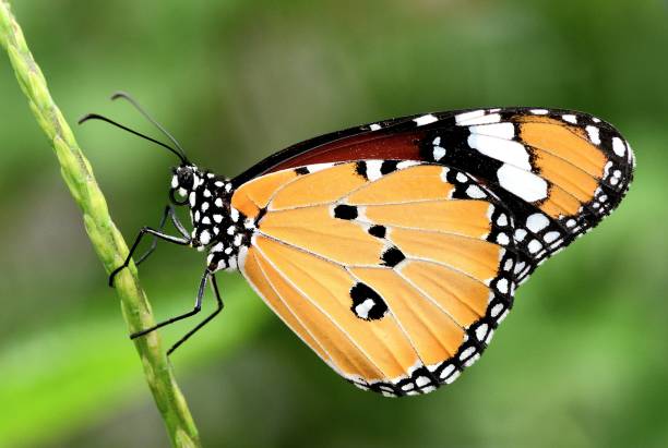 istock Butterfly on branch - animal behavior. 2163377393