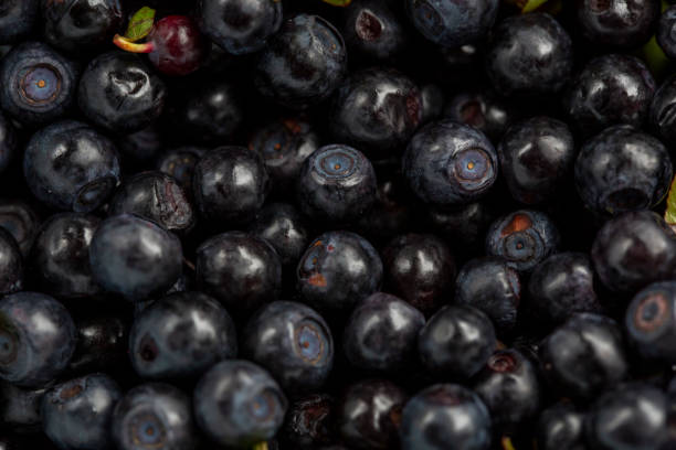 A bunch of freshly hand-picked blueberries, still adorned with green leaves, showcasing their recent harvest