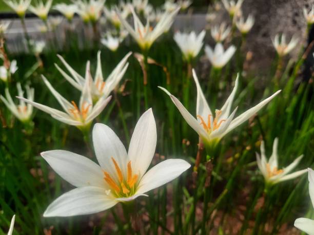 istock Rain lily white crocus flower photography 2163378321