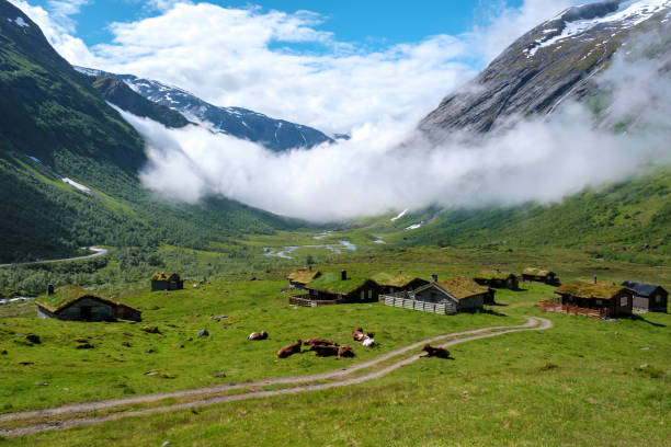 istock Norwegian Valley Idyll With Grazing Cattle 2163378832