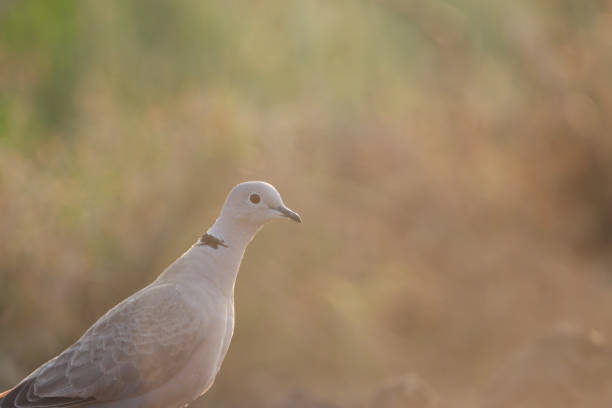 Dove closeup. Ring necked dove.