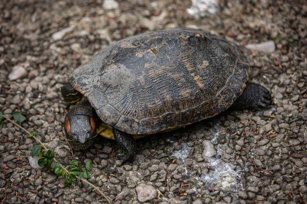 istock A close-up of a turtle on the ground 2163385168