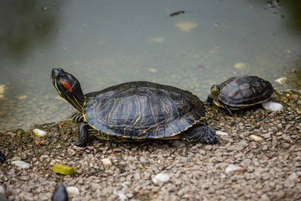 Two turtles on the shore of a lake