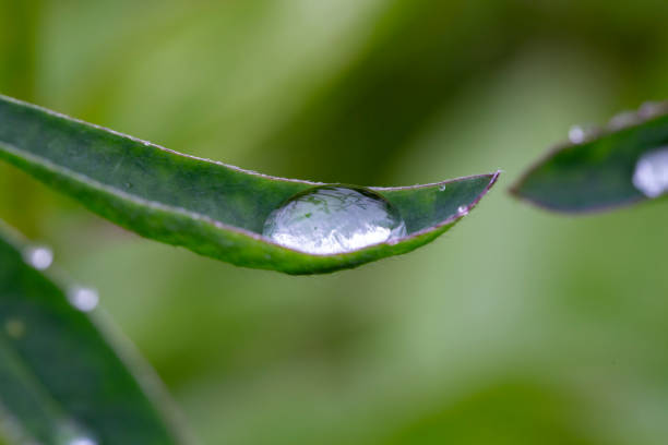 A tiny water droplet clings to a lupin leaf, catching the light and creating a subtle glimmer against the leaf's vibrant green texture