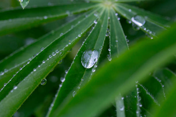 A tiny water droplet adheres to a lupin leaf, its light-catching surface adding a gentle gleam to the leaf's lush green appearance