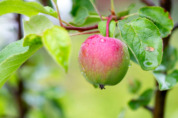A green apple is developing on a tree in the garden, nestled among vibrant leaves and branches, indicating the beginning of its ripening process