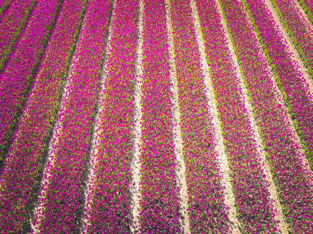 istock Tulips growing in agricutlural fields during springtime seen from above 2163388606