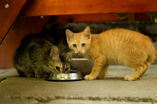 istock Orange stray kitten and mother cat 2163390929