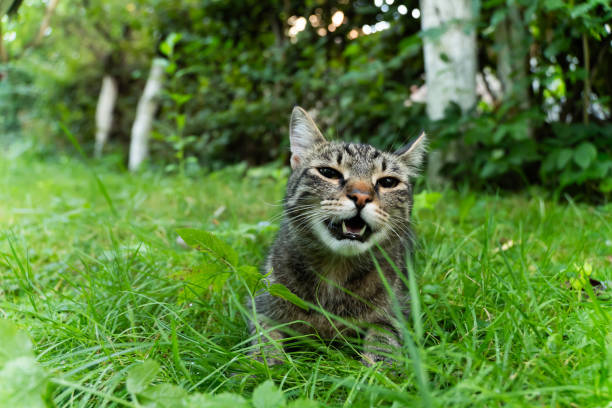 Gray striped tabby cat, eating grass from the garden while looking funnily at the camera