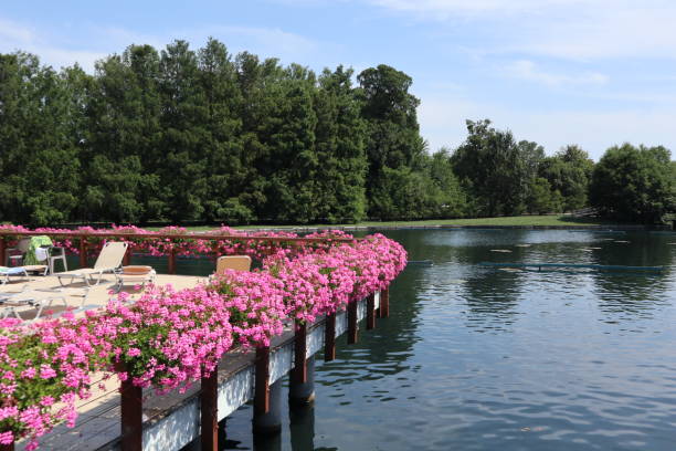 istock Pink geranium flower by the spa lake 2163391453