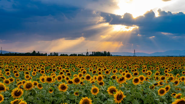 Free Stock Photo of Sunflower field at sunset with vibrant colors ...