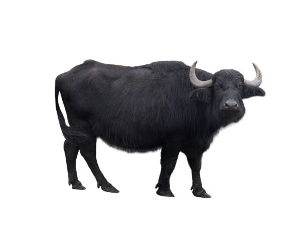 istock Carpathian buffalo isolated on a white 2163395391