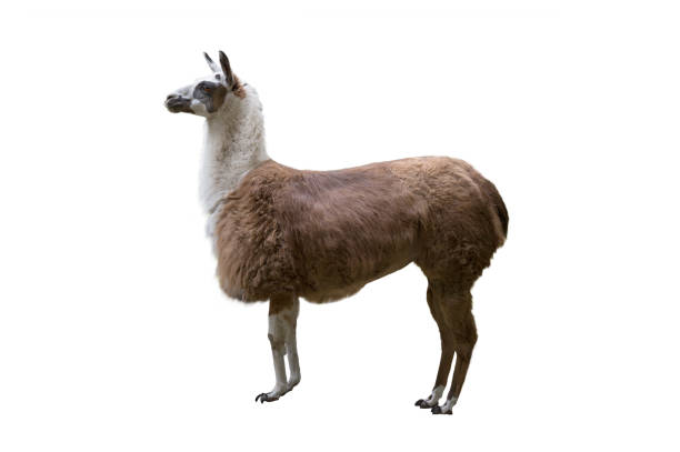 istock Llama isolated on white background Happy Monday 2163395429