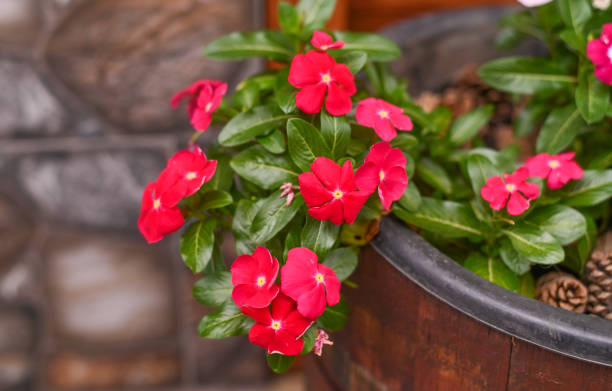istock periwinkle is a red flower. close-up 2163395873