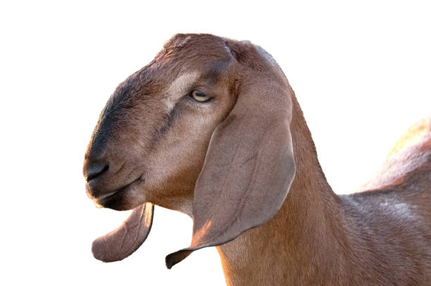 istock portrait goat isolated on white background 2163396061