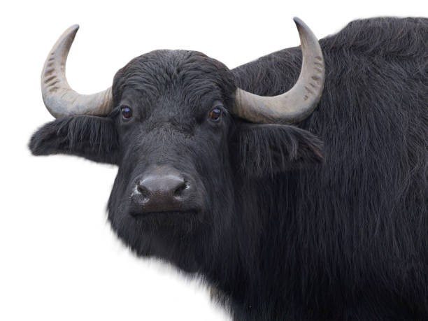 istock Carpathian buffalo isolated on a white 2163396403